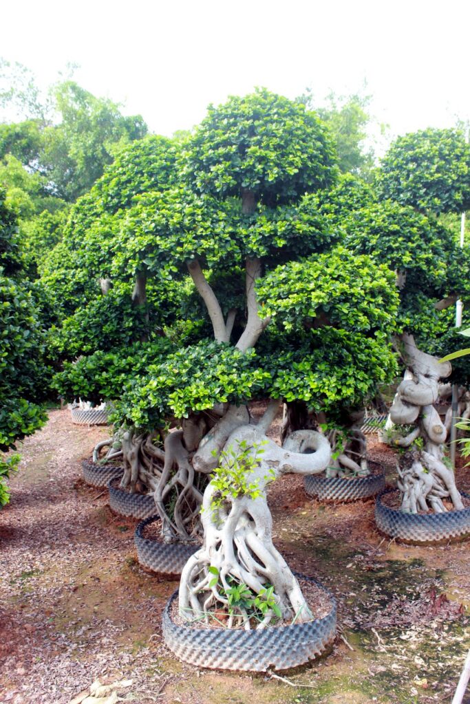 Large Ficus Sculptural Root Over Rock Bonsai