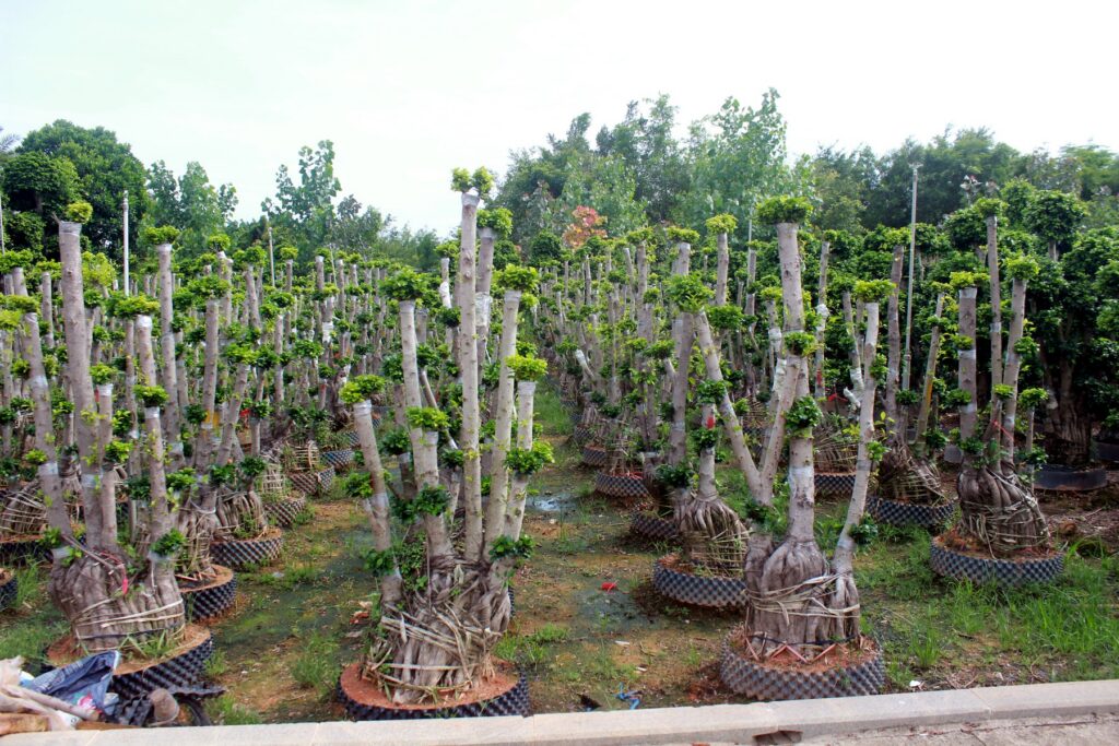 Pruned Trunk Bonsai Training Stock