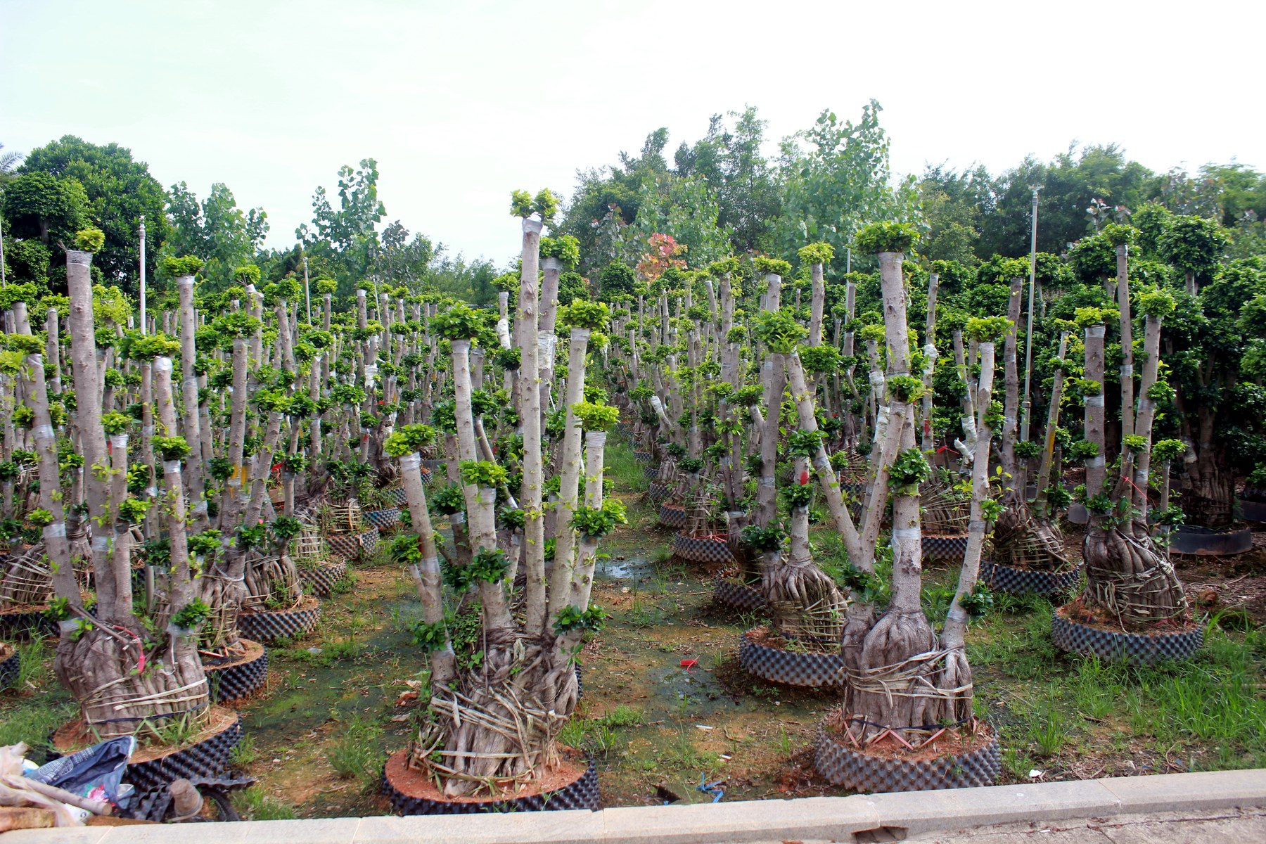 Pruned Trunk Bonsai Training Stock