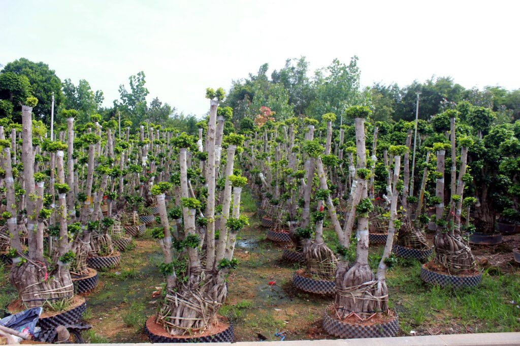 Pruned Trunk Bonsai Training Stock
