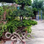 Ficus Microcarpa Loop Trunk Potted Bonsai Specimen
