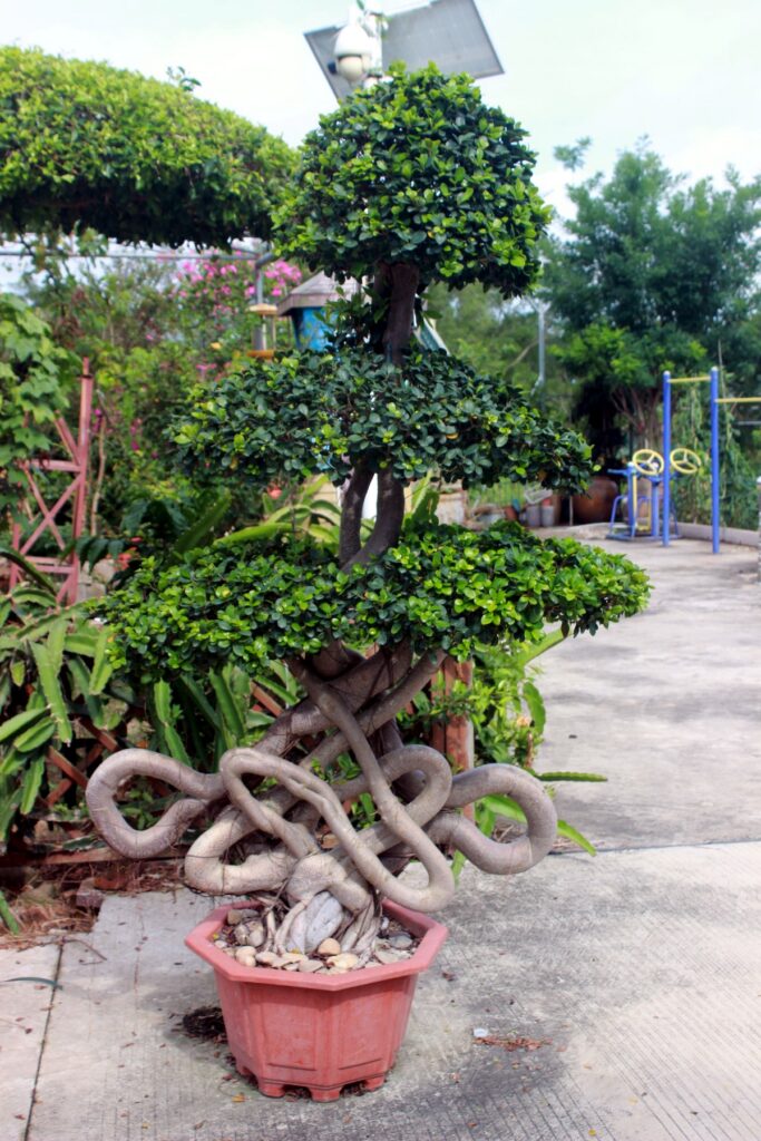 Ficus Microcarpa Loop Trunk Potted Bonsai Specimen