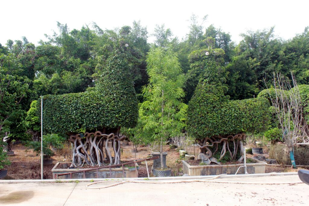 Large Ficus Landscape Bonsai Nursery Collection