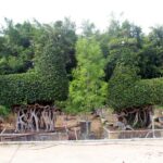 Large Ficus Landscape Bonsai Nursery Collection