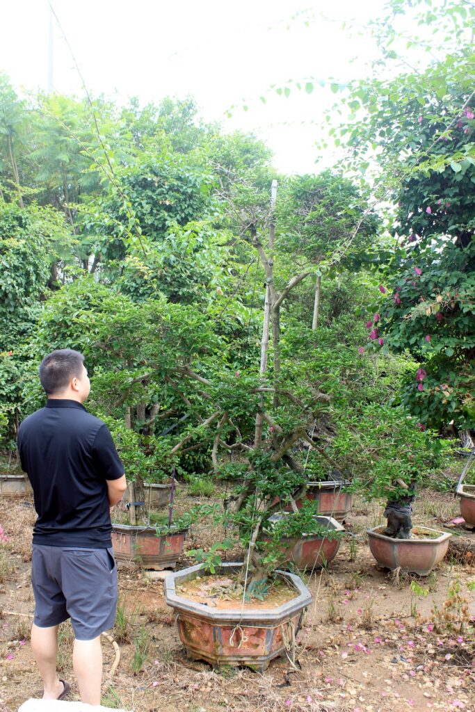 Large Trained Deciduous Landscape Bonsai Stock