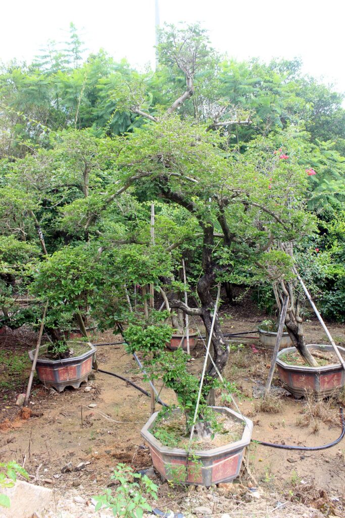 Large Trained Deciduous Landscape Bonsai Stock