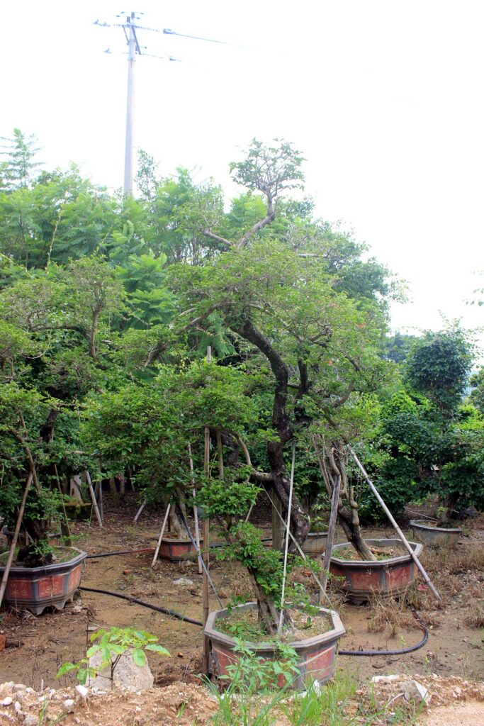 Large Trained Deciduous Landscape Bonsai Stock