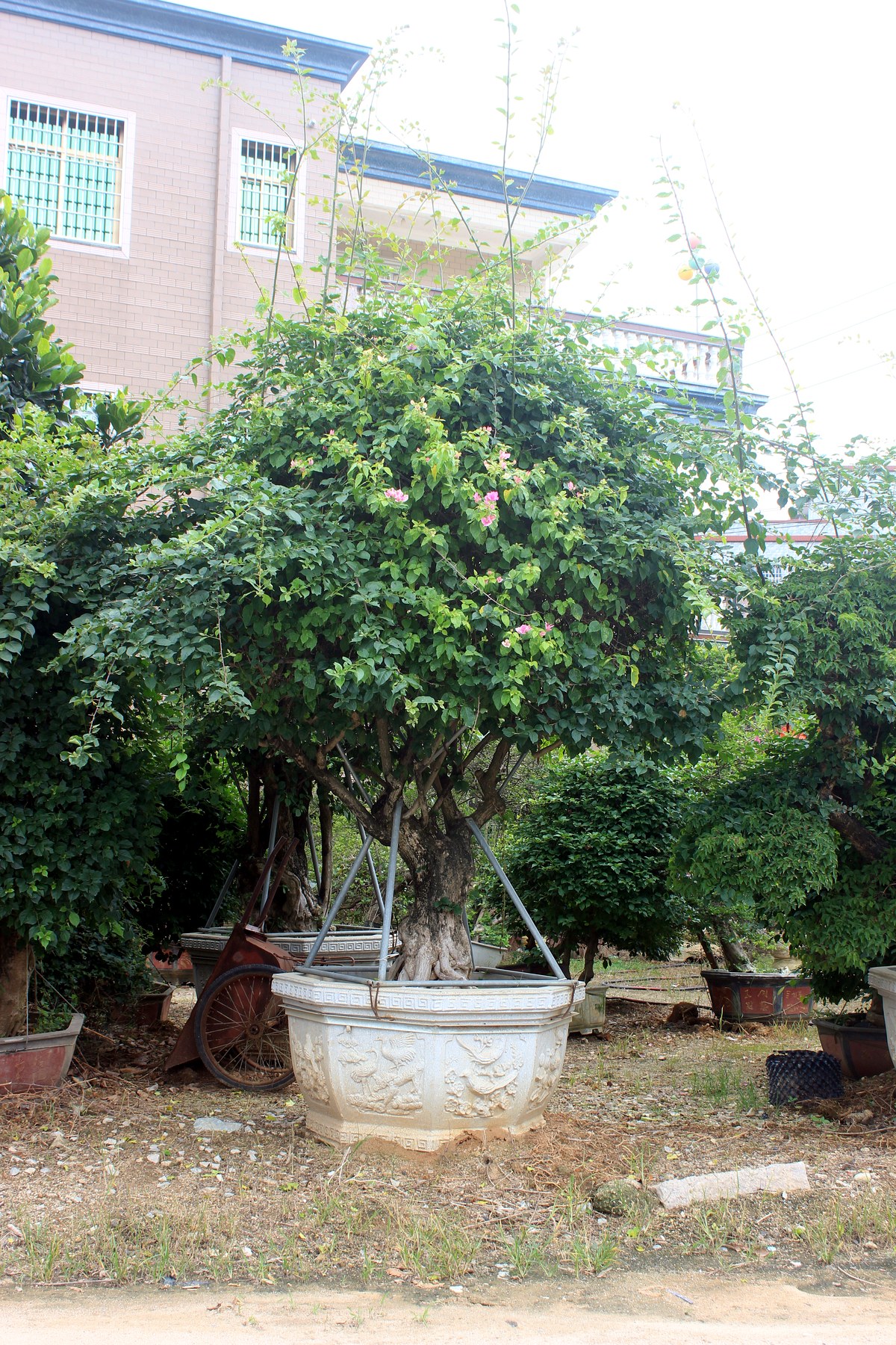 Massive Spreading Canopy Ficus Landscape Tree