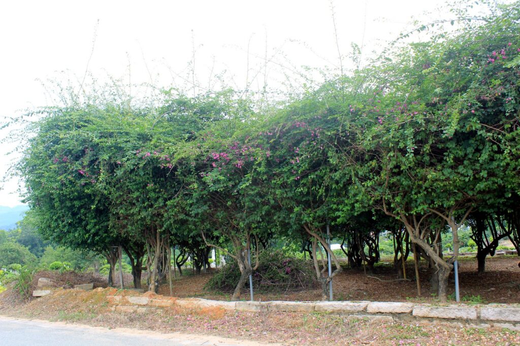 Mature Ficus Pleached Hedge Landscape Trees
