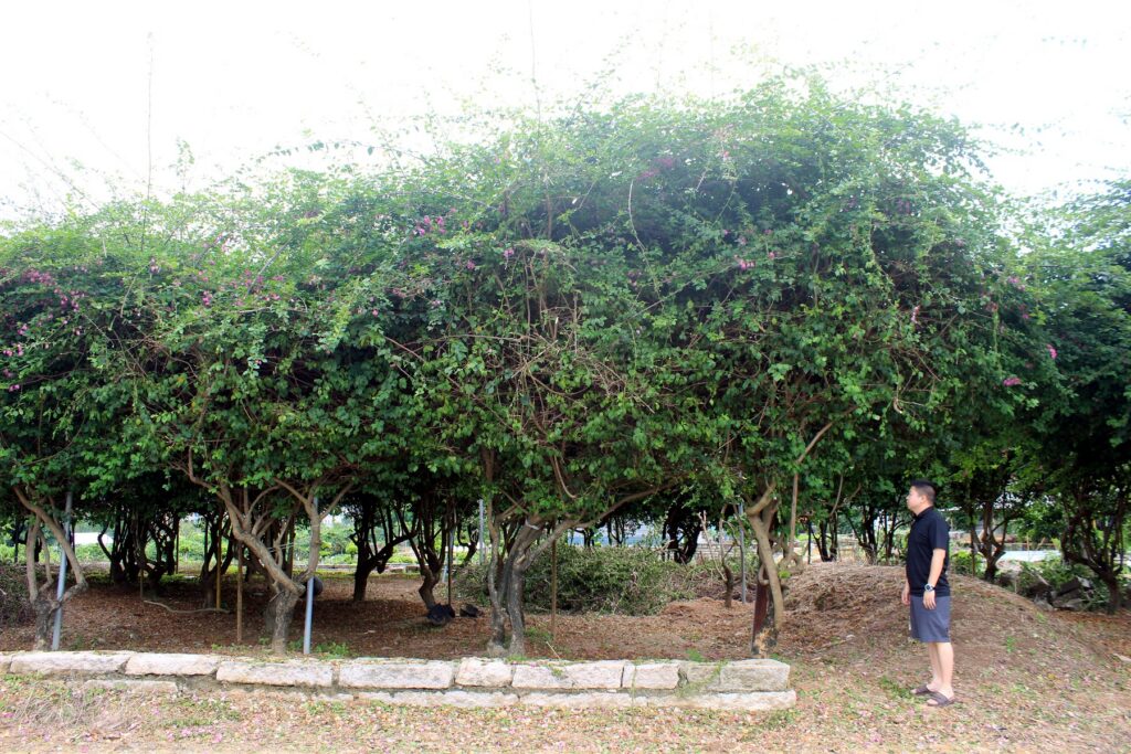 Mature Ficus Pleached Hedge Landscape Trees