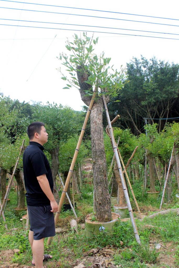 Tall Trained Standard Landscape Trees