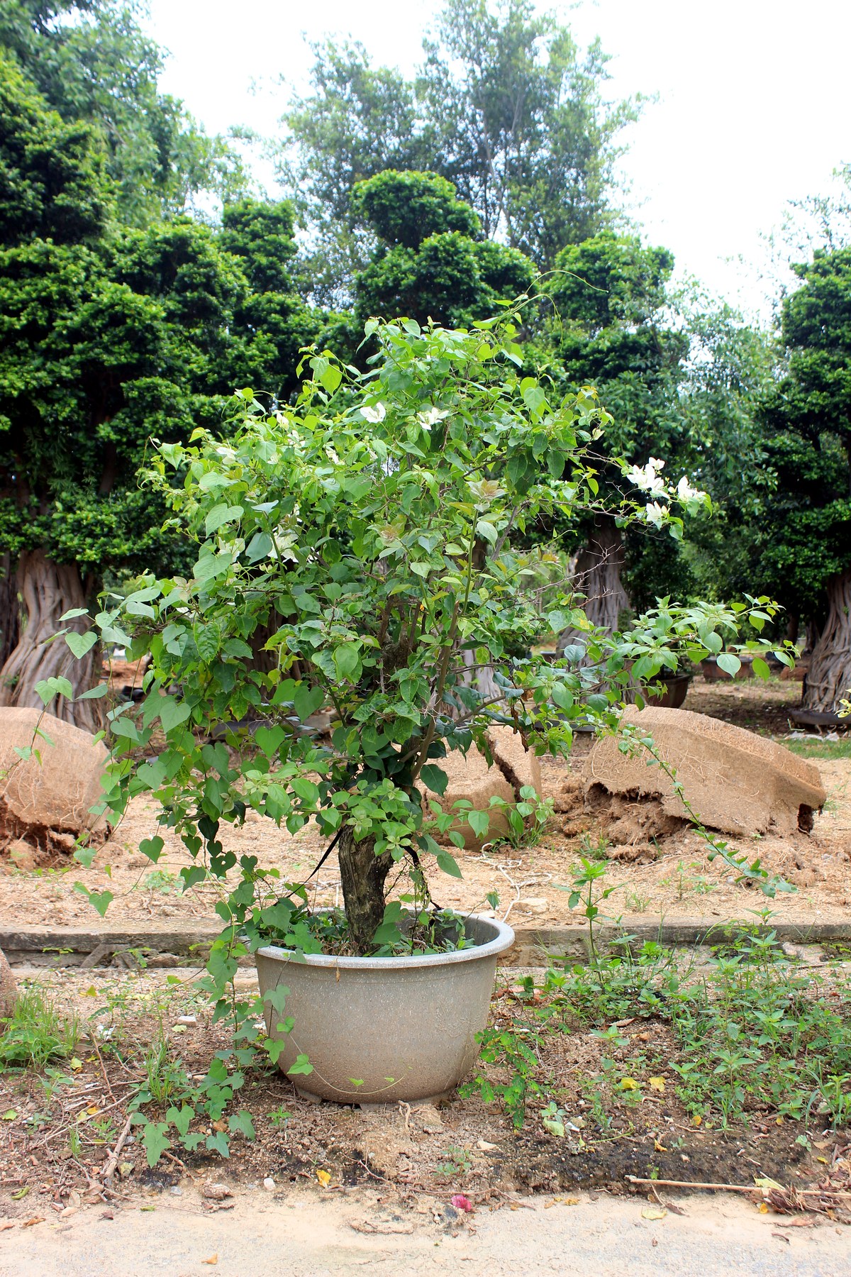 Medium Potted Evergreen Landscape Tree
