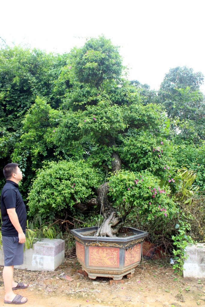 Sculptural Bougainvillea Potted Bonsai