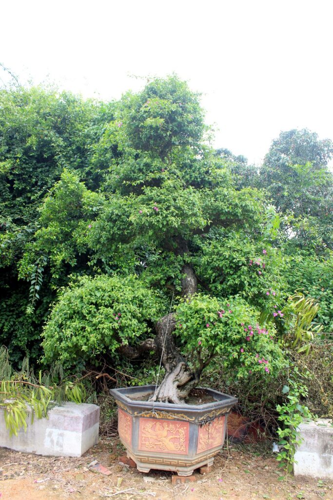 Sculptural Bougainvillea Potted Bonsai