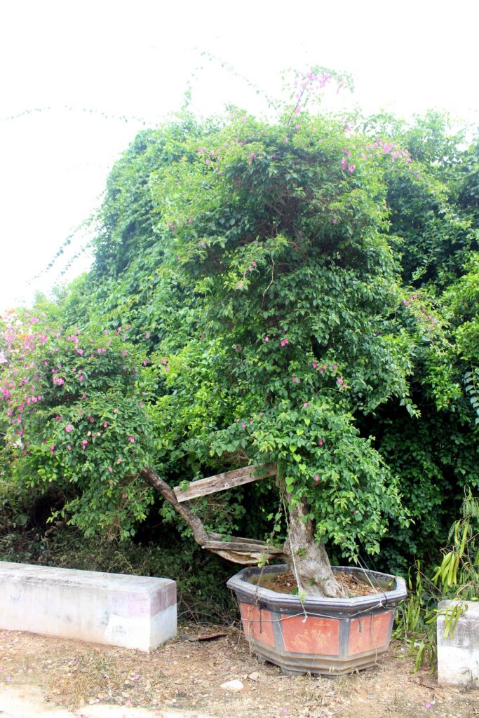 Sculptural Bougainvillea Potted Bonsai
