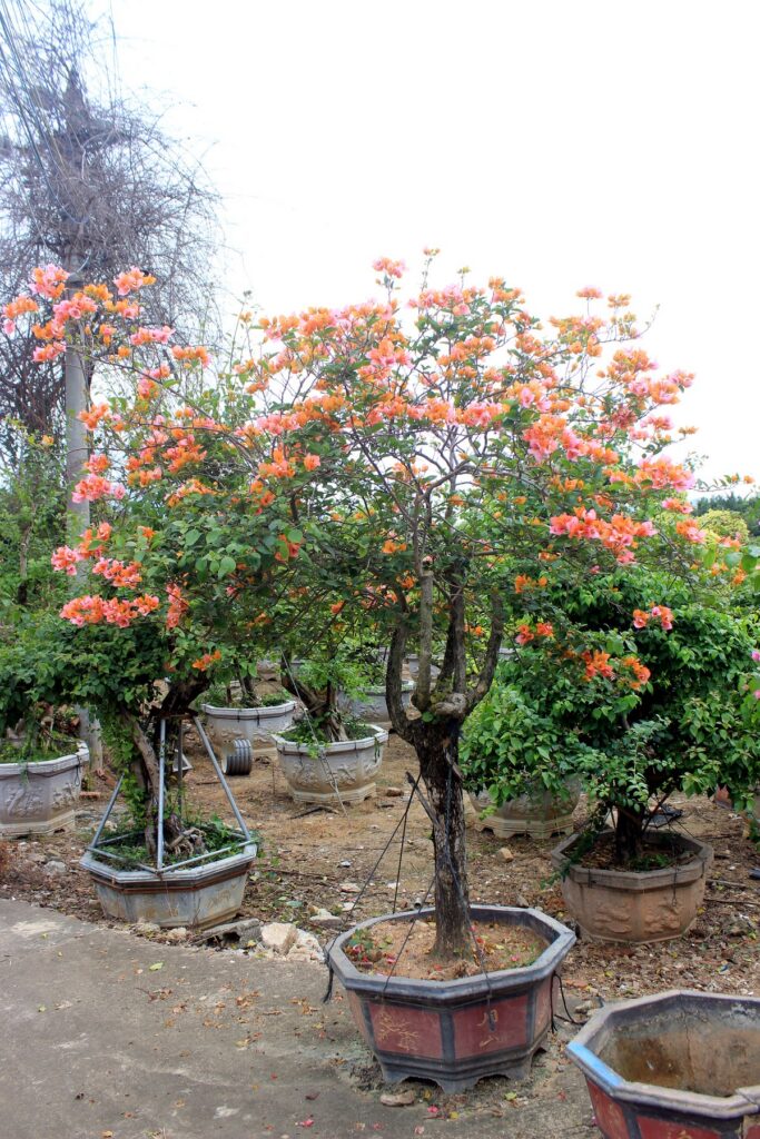 Colorful Bougainvillea Flowering Landscape Bonsai