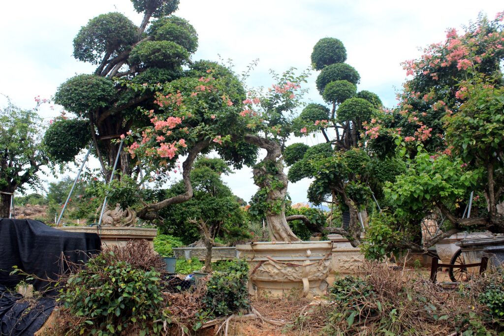 Large Multi-Layer Bougainvillea Landscape Trees