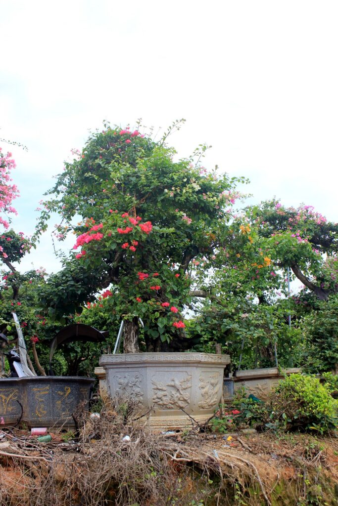Large Multi-Layer Bougainvillea Landscape Trees