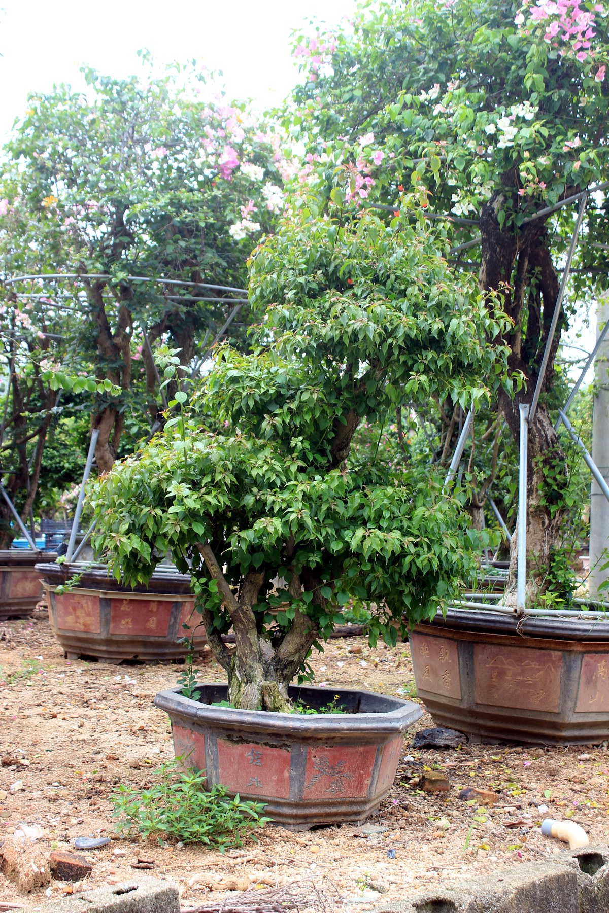 Mature Bougainvillea Potted Landscape Bonsai
