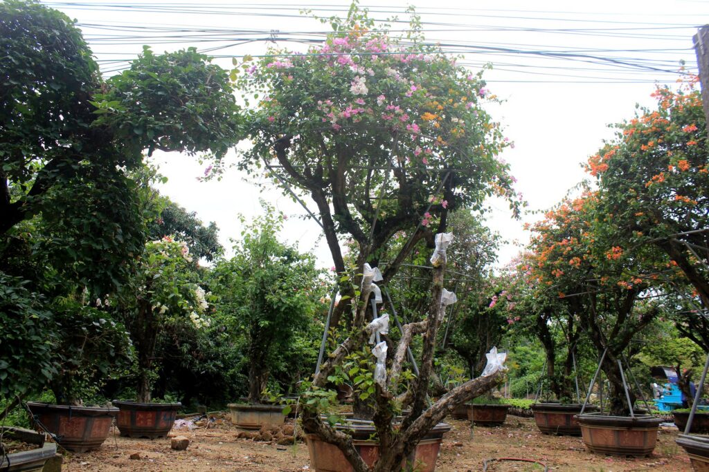 Mature Bougainvillea Potted Landscape Bonsai