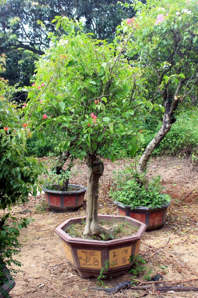 Mature Bougainvillea Potted Landscape Bonsai