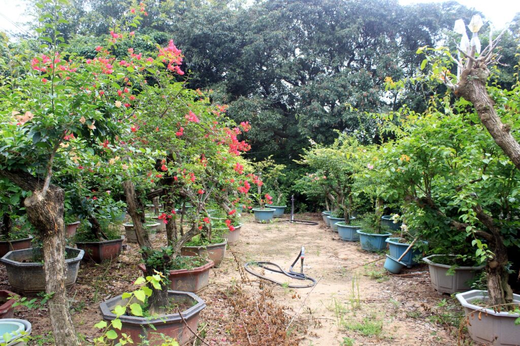 Mature Bougainvillea Potted Landscape Bonsai