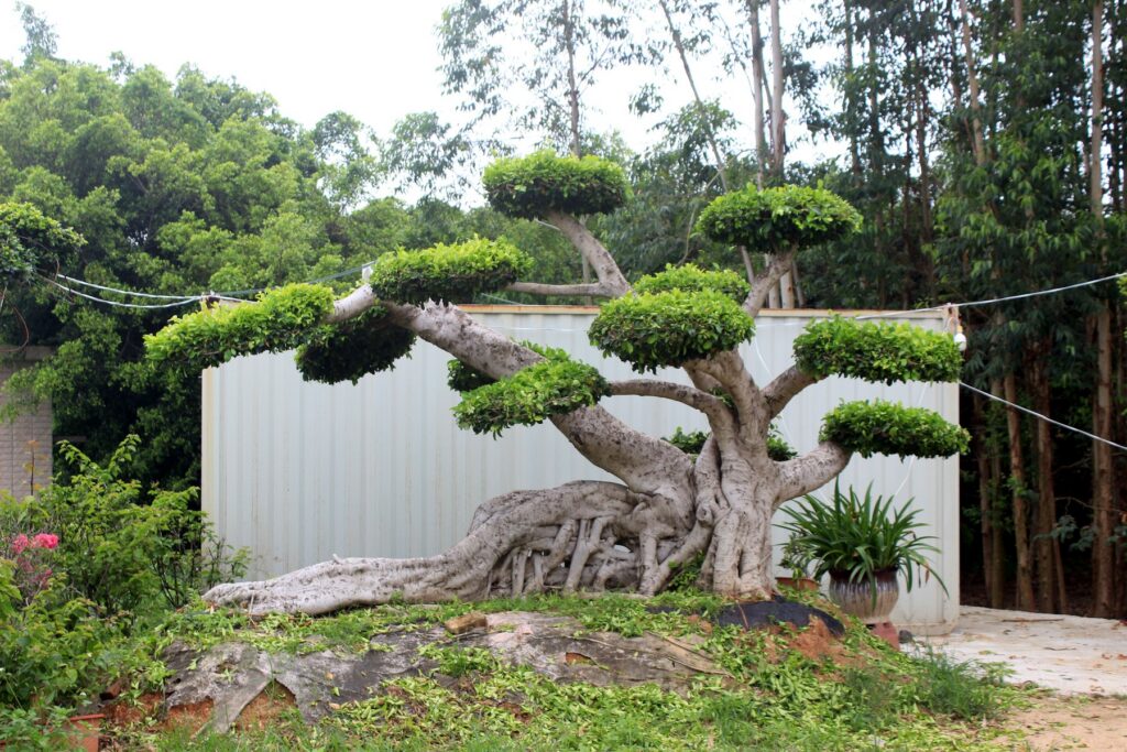 Large Ficus Microcarpa Cloud-Pruned Feature Tree