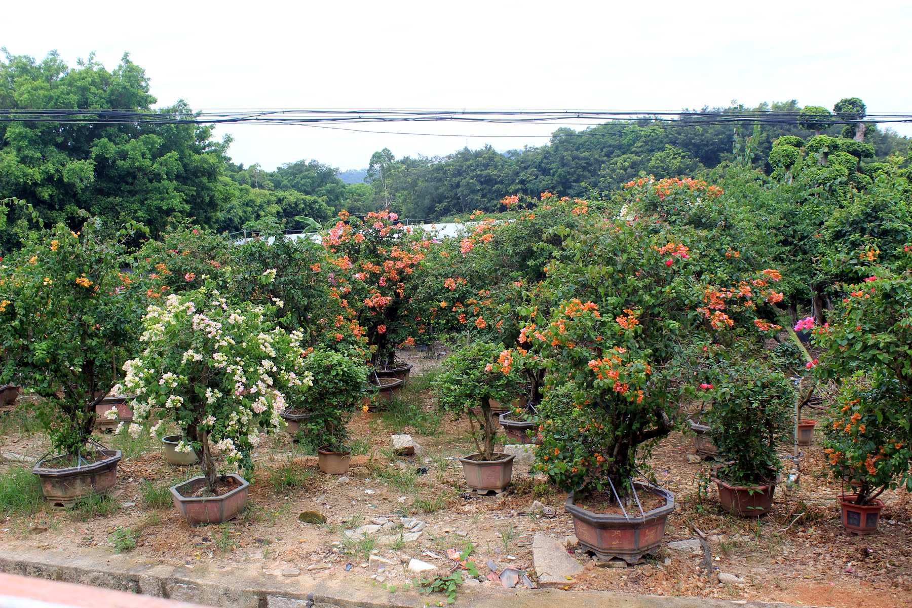 Bougainvillea Flowering Bonsai Nursery Stock