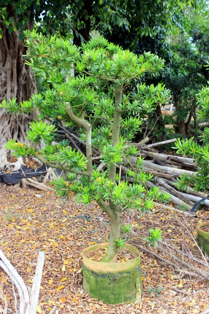 Podocarpus Sculptural Potted Bonsai