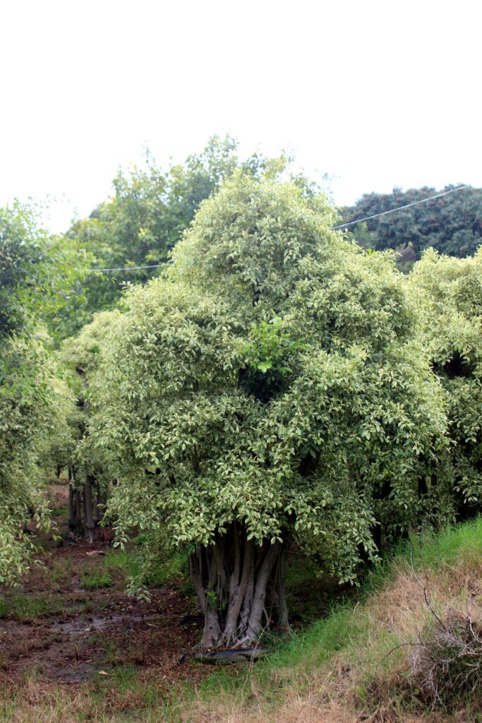 Mature Clumping Bamboo Landscape Plants