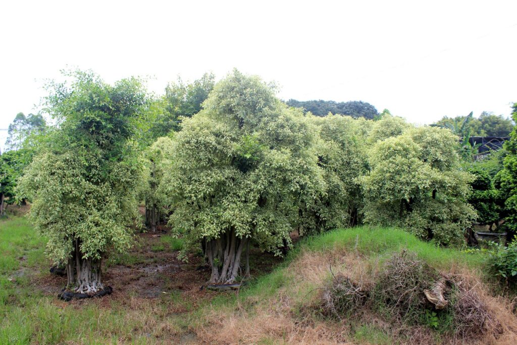Mature Clumping Bamboo Landscape Plants