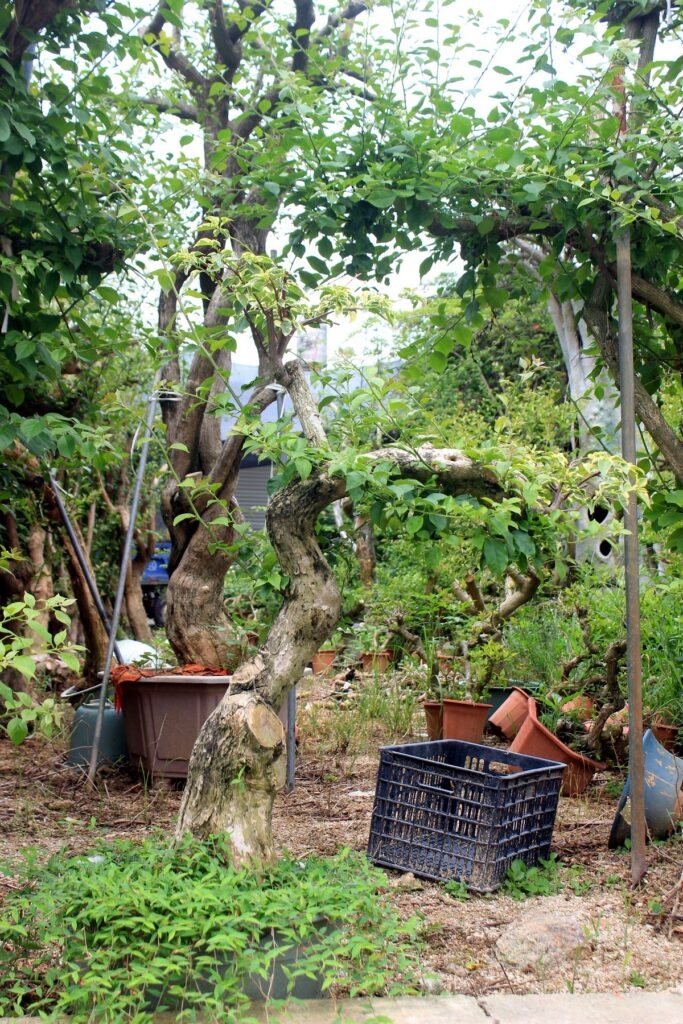 Large Sculptural Deciduous Potted Bonsai