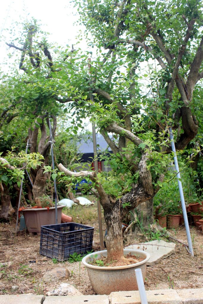 Large Sculptural Deciduous Potted Bonsai