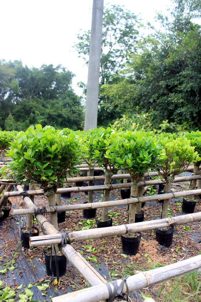 Compact Standard Ficus Topiary Trees