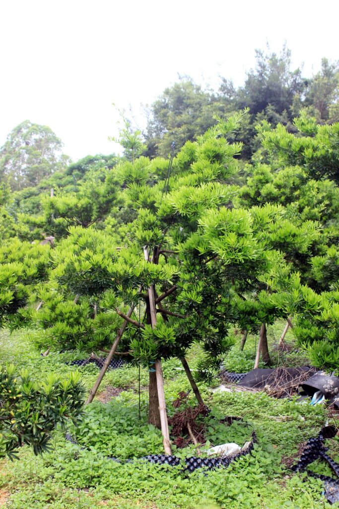 Young Evergreen Landscape Tree Stock