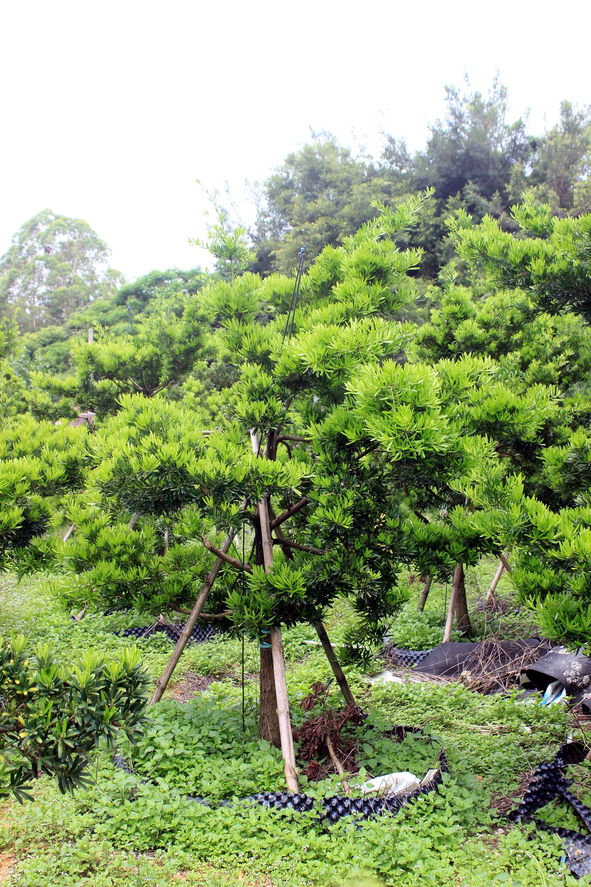 Young Evergreen Landscape Tree Stock