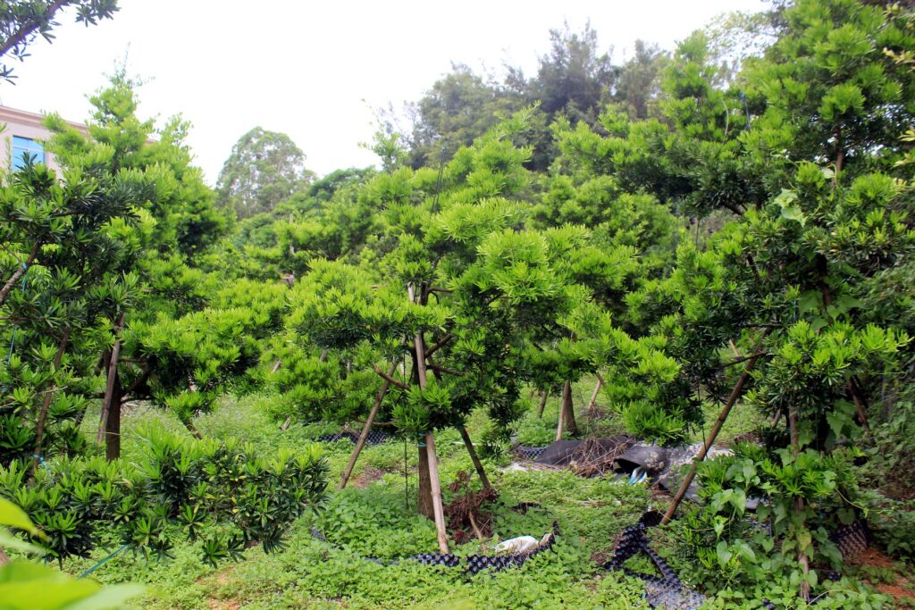 Young Evergreen Landscape Tree Stock