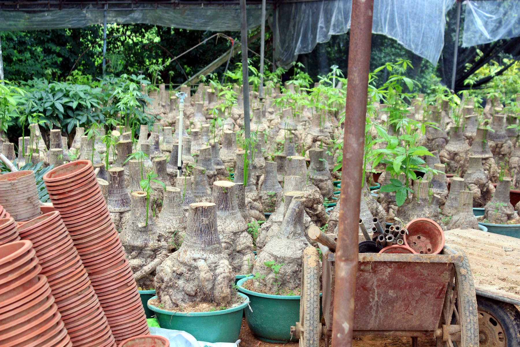 Adenium Obesum Desert Rose Seedlings