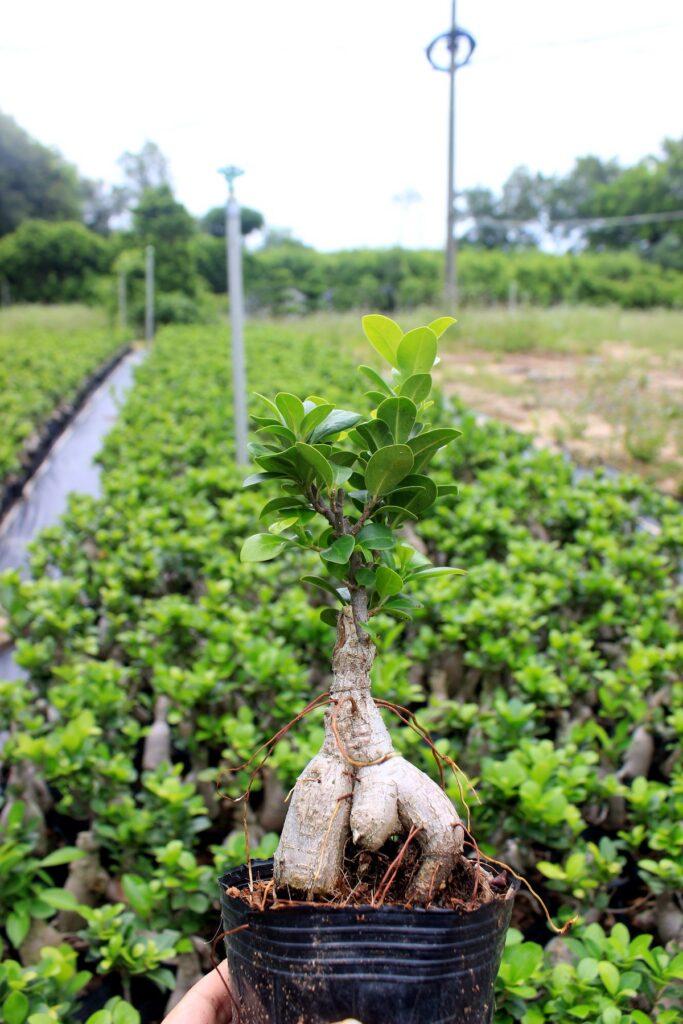 Ficus Microcarpa Ginseng Rootstock Seedlings
