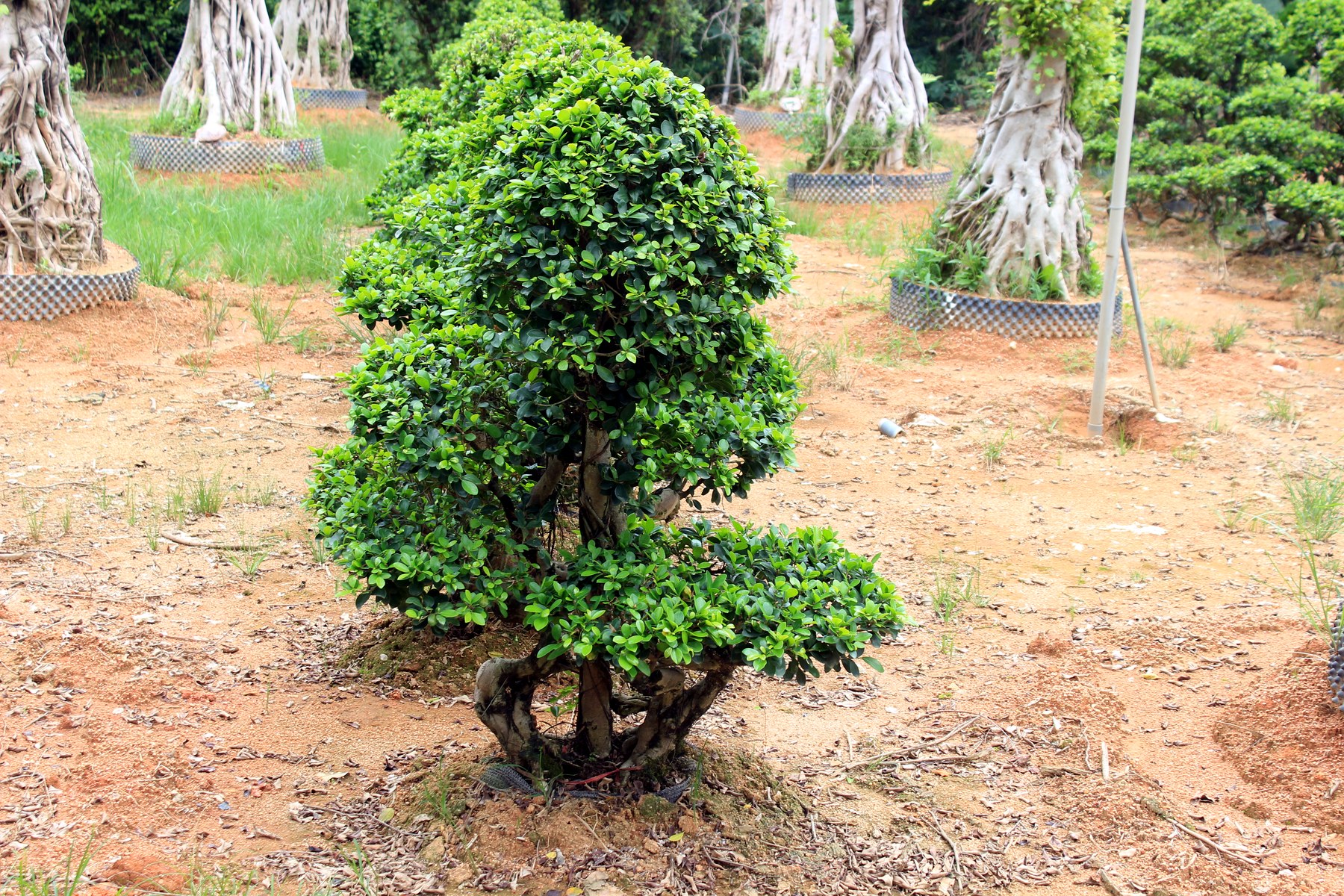 Medium Ficus Microcarpa Tiered Topiary Bonsai