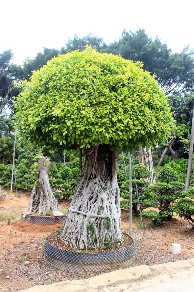 Large Ficus Microcarpa Aerial Root Umbrella Bonsai